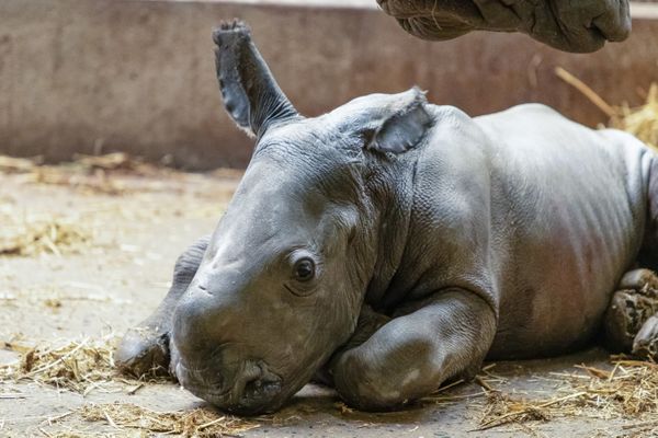 Le petit rhinocéros n'a pas encore de nom. Les visiteurs du parc pourront le choisir sur Facebook.