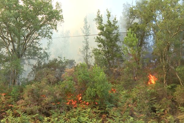 Un feu de pins en Nouvelle-Aquitaine