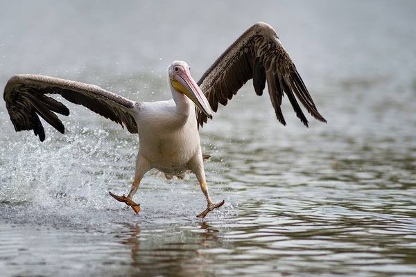 L'un des pélicans de Pairi Daiza.