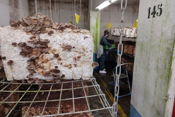 Harvesting shiitake.