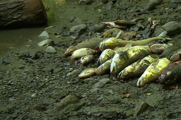 Le lac était le lieu de vie de centaines de perches, sandres et carpes. La plupart sont morts par manque d'oxygène.