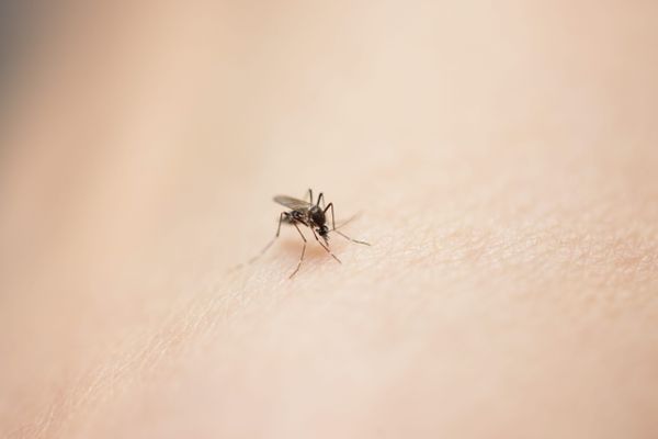 Le savon de Marseille, arme redoutable contre le moustique porteur du paludisme. /  Photo d'illustration d'un moustique posé sur un bras
