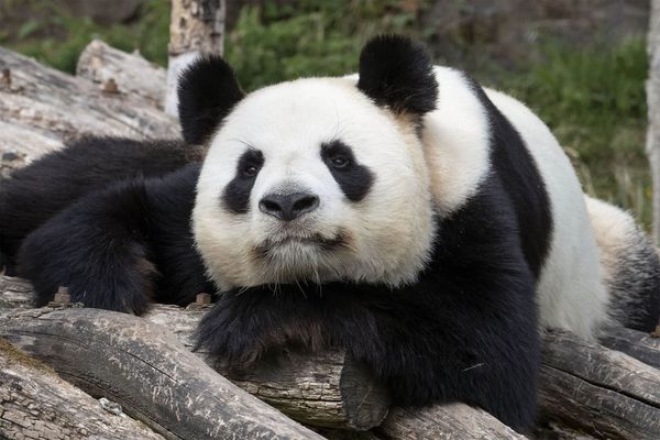 Huan Huan, la femelle panda du zoo de Beauval pourrait être de nouveau maman. 