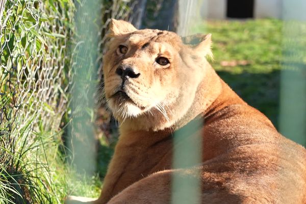 Le refuge Tonga Terre d'accueil du parc zoologique de Saint-Martin la plaine a recueilli trois lionnes de cirque. Une première étape, avant qu’elles ne soient transférées dans un sanctuaire en Afrique du Sud.