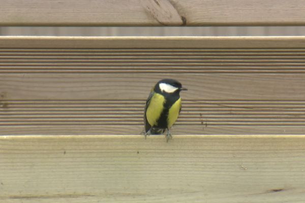 Chaque particulier peut participer au comptage des oiseaux d'hiver dans son jardin pour un vaste recensement national