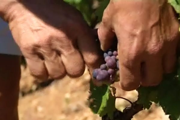 Les prélèvements s'effectuent deux fois par semaine, en Gamay et Chardonnay, afin de surveiller et d'atteindre la maturation idéale