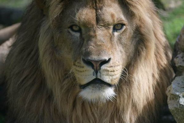 Le lion Mao du zoo de Jurques est mort après avoir fait une mauvaise chute