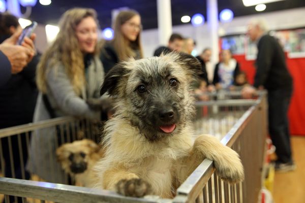 Illustration. Les associations de protection animale demandent l'interdiction des salons du chiot.