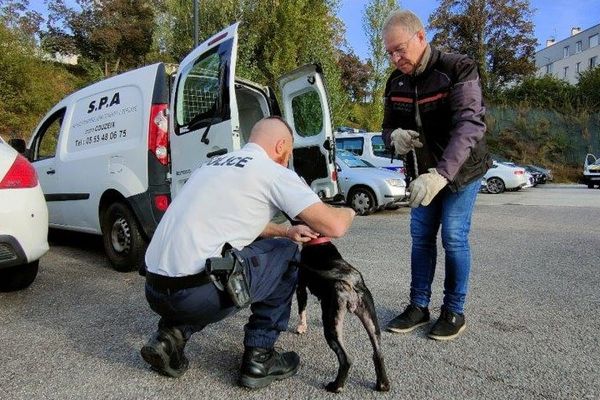 Les policiers ont retrouvé la chienne dans une cave.