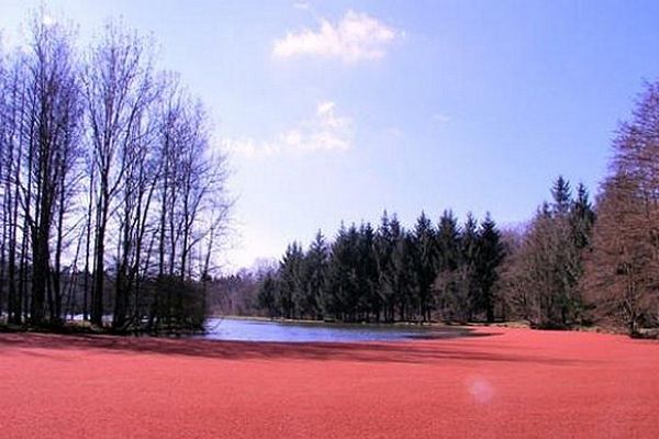 L'étang de la Forge à Glageon s'est couvert d'un mystérieux tapis rouge 