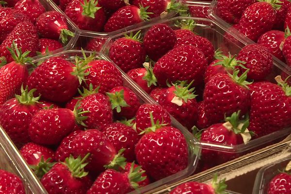 Des fraises du Limousin