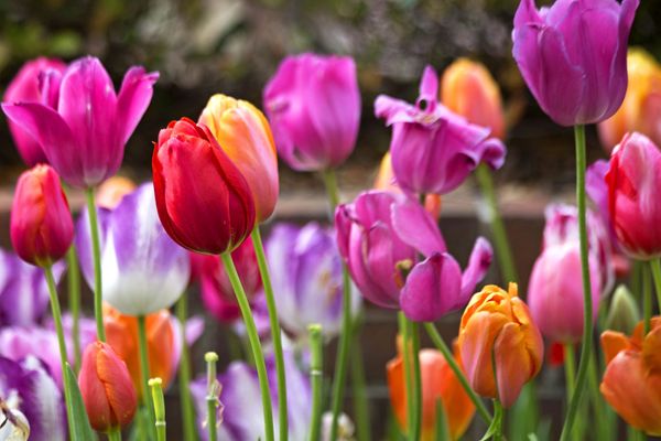 L'initiative des Tulipes contre le cancer a démarré un peu par hasard, il y a une trentaine d'années, près de Falaise.