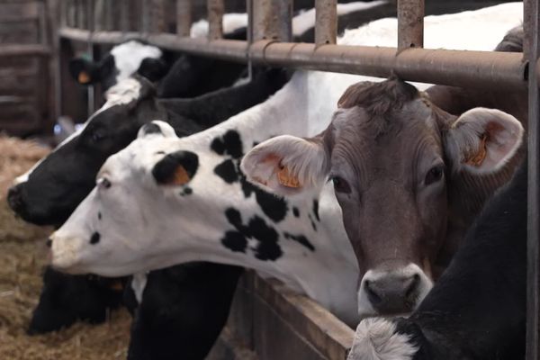 L'exploitation de Pascal Maris possède 300 bêtes qui produisent du lait et du fromage en agriculture biologique.