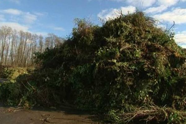 Les sapins sont mélangés aux autres déchets verts