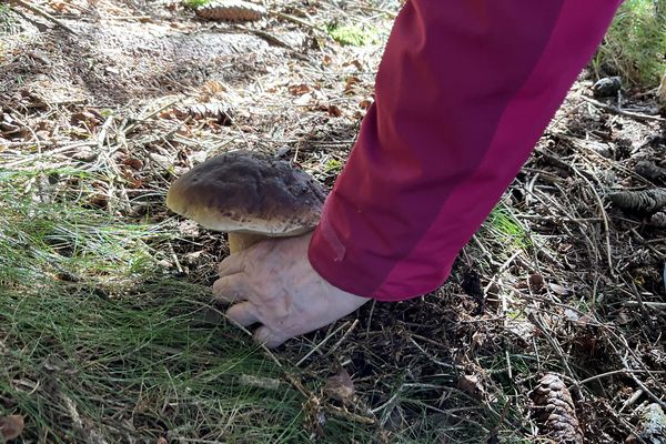 Cueillette de champignons dans les Cévennes.