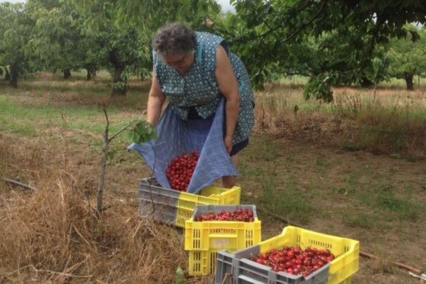 Récolte des premières cerises à Céret dans les Pyrénées-Orientales - 12 mai 2015