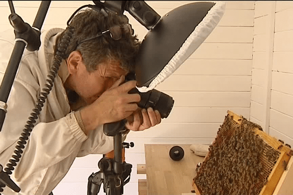 Eric Tourneret photographe des abeilles en séance de travail