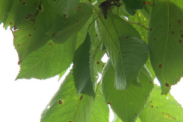 Fougerolles : une année sans cerise