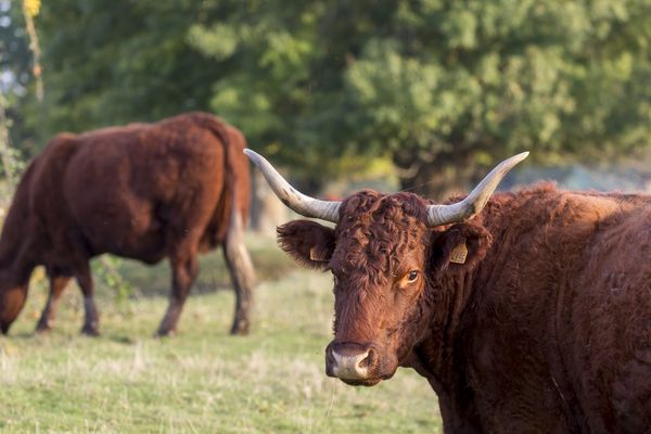 Dans le Cantal, les vaches salers s'alimentent uniquement avec de l'herbe, c'est ce qui donne un goût unique au fromage salers tradition. 