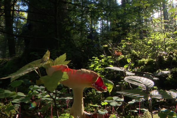 Un cours à ciel ouvert pour permettre aux futurs pharmaciens de reconnaître les champignons.