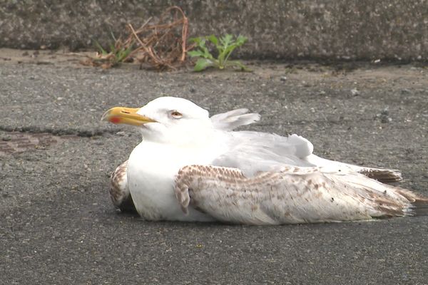 Instauration d'une Zone de Contrôle Temporaire autour de la plage de de Boulogne-sur-Mer après la découvertes d'oiseaux marins morts de la grippe aviaire