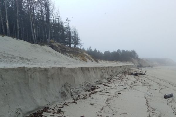 De nouveaux projets pour protéger le bois de Sapins en Baie d'Authie