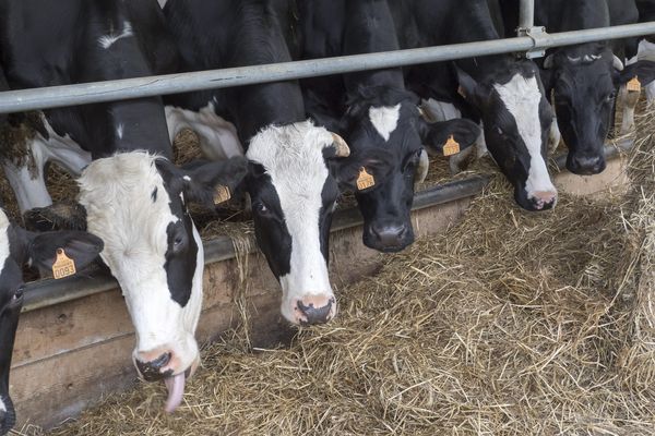 La ferme d'engraissement envisagée à Coussay-les-Bois (Vienne) serait d'une capacité de 1.200 taurillons. 