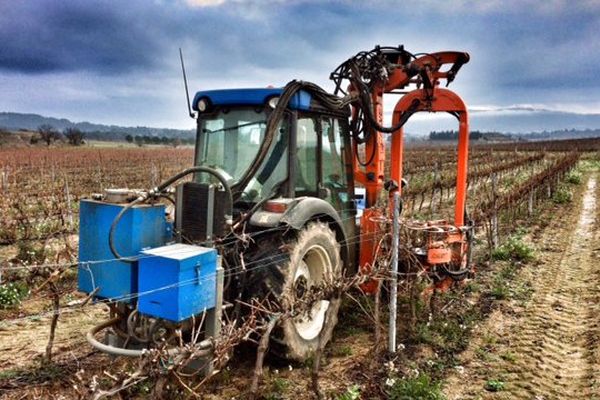 Dans l'Aude, c'est la saison de la taille pour les vignerons, de nombreux vignerons ne sont pas équipés pour tailler leur vigne mécaniquement- 19 décembre 2016