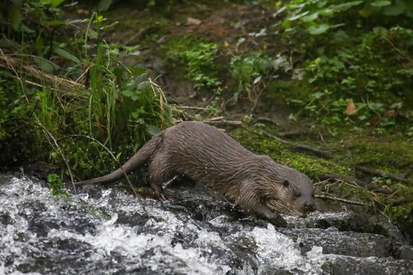 Quasi disparue au milieu du XXe siècle, la loutre ne cesse de gagner du terrain en Bretagne.