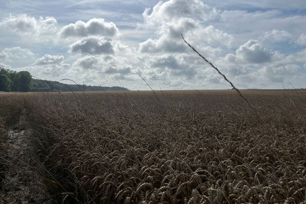 Le blé a souffert des orages récents.