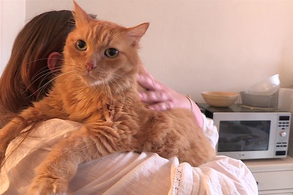 Faire venir un vétérinaire à domicile pour vacciner son chat ou faire un bilan de santé de son chien, c'est un service qui cartonne.