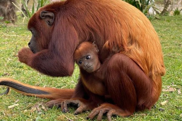 Un singe hurleur roux est né au parc Planète Sauvage, le 16 février 2021