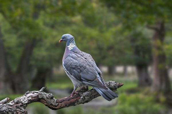 Un deuxième cas de grippe aviaire a été détecté dans la Manche, cette fois-ci il concerne un pigeon ramier retrouvé mort sur la commune de Genêts.