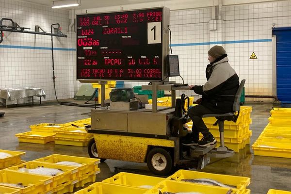 L'unique vente quotidienne de 5h30 du matin à la criée de Loctudy