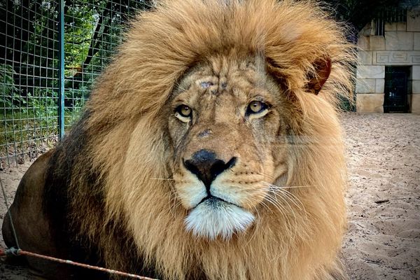 Le lion Masaï nouveau pensionnaire du zoo de la Palmyre.