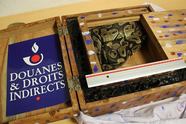 Un python saisi par la Douane française, à Roissy.