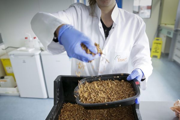 Les larves de Molitor, un petit scarabée, sont transformées en farines à destination de l'alimentation animale. 