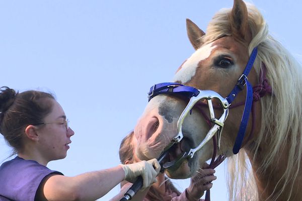 Louise, une jeune poitevine est devenue dentiste équin il y a quelques mois. Portrait.