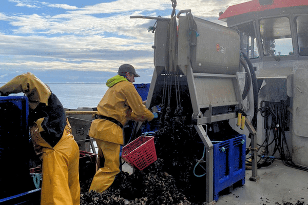 Leslie et Julien Romagné ont lancé une cagnotte solidaire pour sauver leur exploitation de moules, la seule de Groix