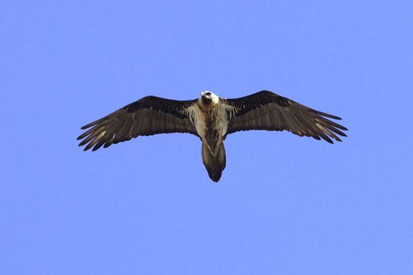 Le Gypaète barbu voyage généralement vers le nord et se nourrit d'os.