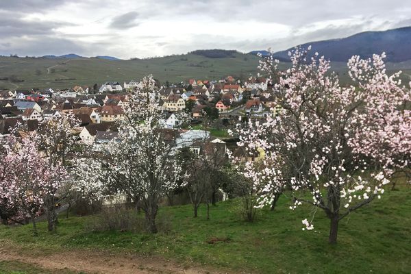 Les amandiers sont en fleurs depuis fin février sur la colline de Mandelberg, à Mittelwihr (Haut-Rhin).