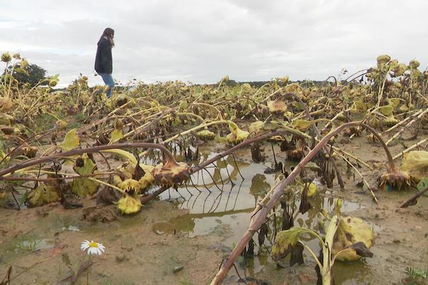 Après un début de saison difficile pour les orges et les blés, maintenant les tournesols et les maïs sont malmenés par une météo capricieuse. Les récoltes s'annoncent difficiles dans l'Indre.