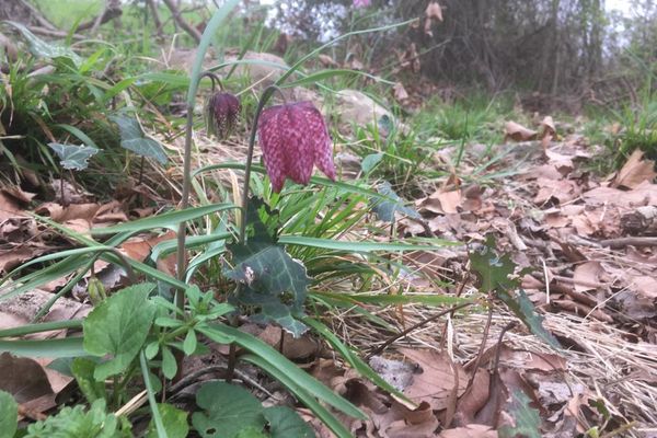 La Fritillaire pintade, espèce protégée, présente à Tournefeuille sur les bords du Touch