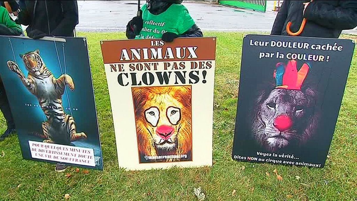 A Nice Les Animaux De Cirque Creent Toujours La Polemique