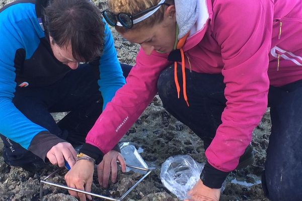 La Cellule de suivi du Littoral normand recueille des moules sauvages pour les analyser au laboratoire