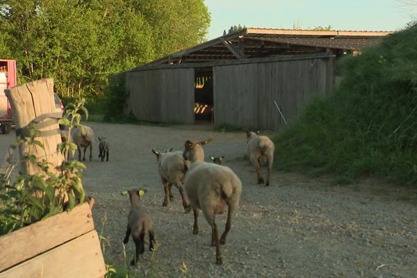 La justice a ordonné en 2017 la destruction de la bergerie construite par François Cerbonney en Baie du Mont-Saint-Michel. Cinq ans plus tard, le bâtiment est toujours debout.