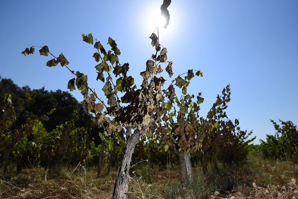 Le premier épisode de canicule a été fatal pour des milliers d'hectares de vigne
