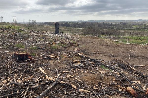 Huit mois après l’incendie survenu l'été dernier à Aubais dans le Gard, il reste un paysage lunaire. La forêt brûlée a disparu, elle a été coupé et réduite en copeaux.