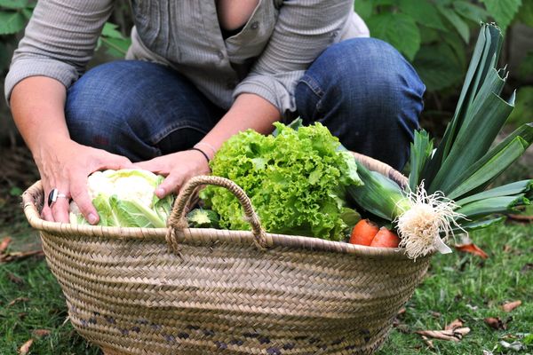 Les femmes enceintes des communes de Terres de Haute-Charente pourront bénéficier gratuitement de paniers de fruits et légumes, cultivés sans pesticides.