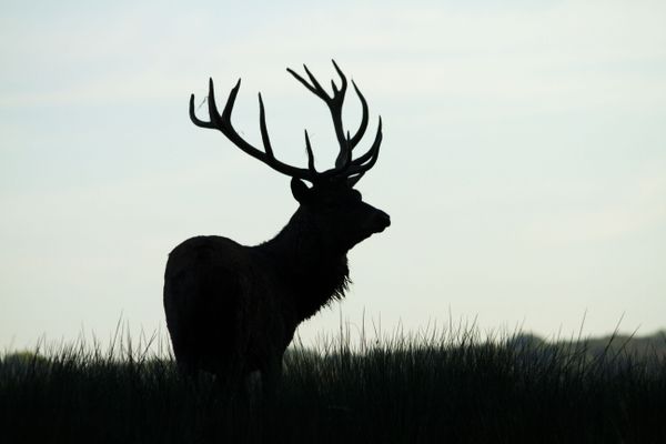 Le brame du cerf a commencé avec un peu de retard cette année. 